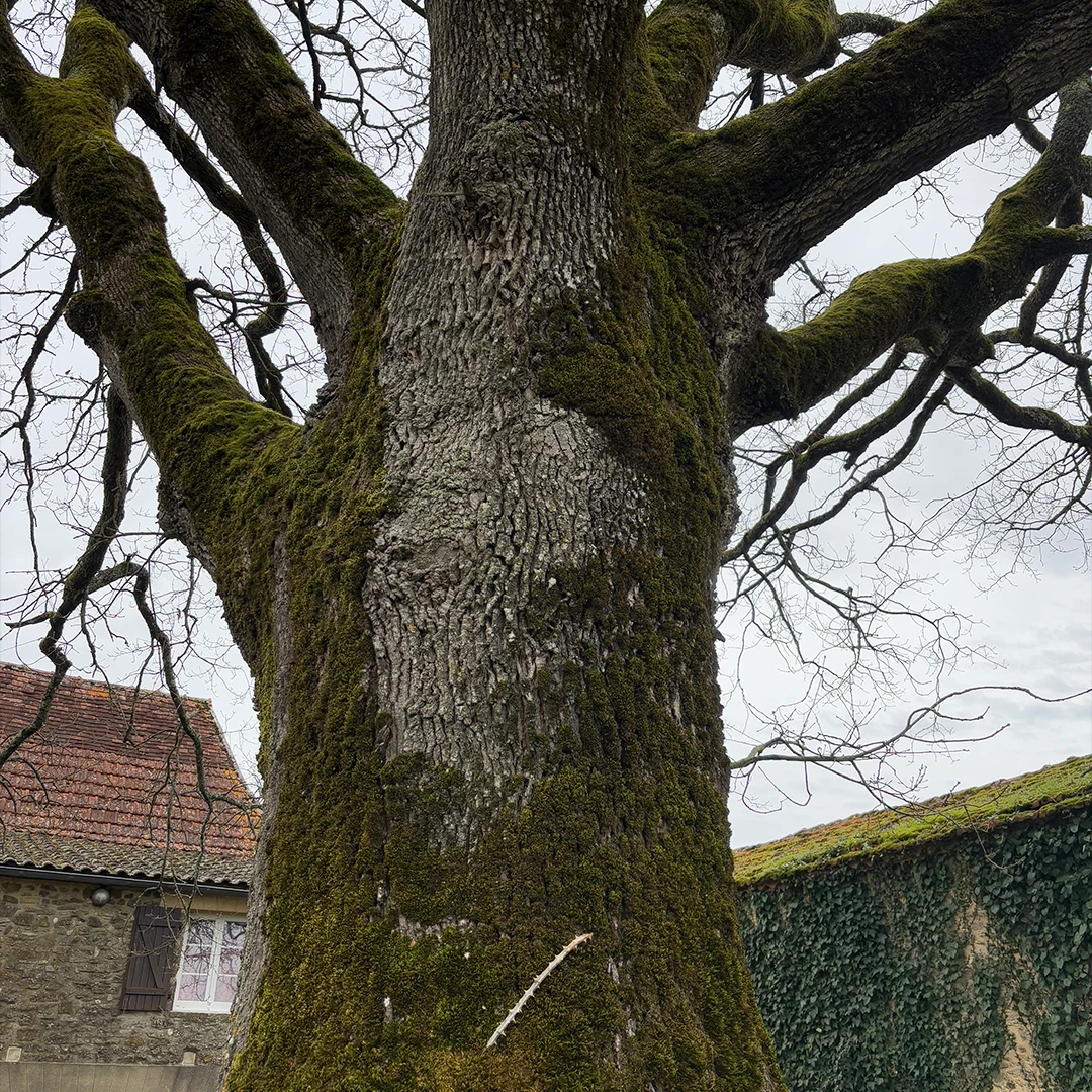 Workshop Arbre — Marielle Debellu, Dordogne 2026